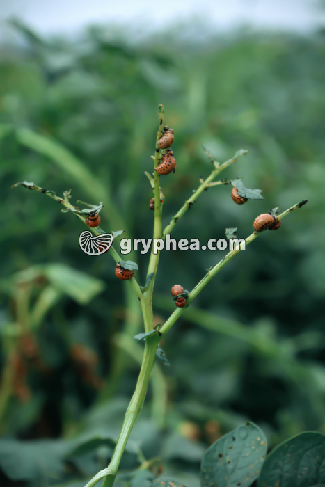 Doryphores - Pied de pomme de terre dévasté par les larves (Leptinotarsa decemlineata) - gryphea.com